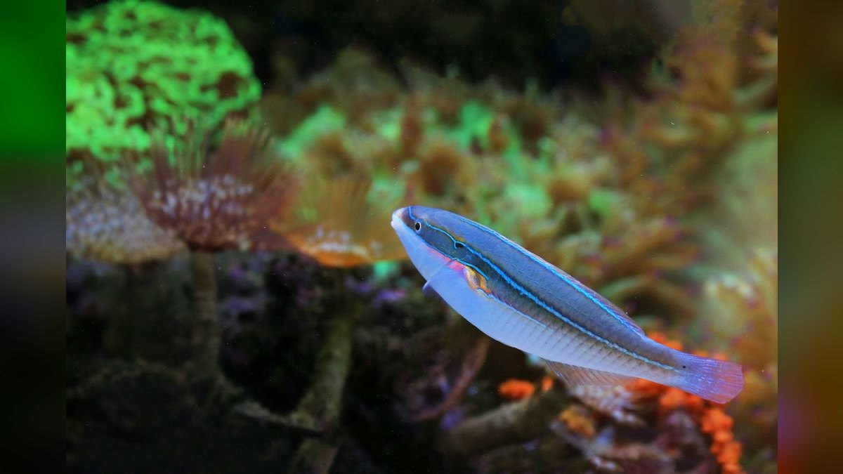 Top 10 Fairy Wrasse Colorful Reef Fish 2027 — figure 5