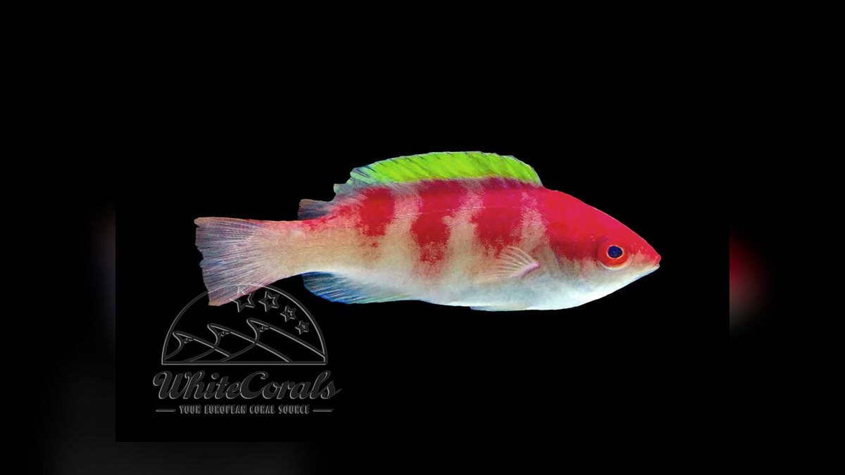 Top 10 Fairy Wrasse Colorful Reef Fish 2027 — figure 7