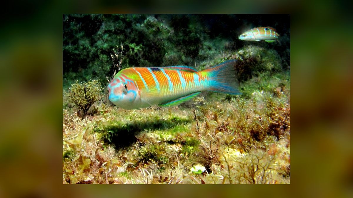 Top 10 Fairy Wrasse Colorful Reef Fish 2027 — figure 8
