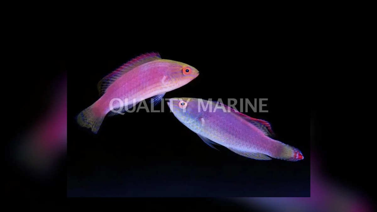 Top 10 Fairy Wrasse Colorful Reef Fish 2027 — figure 9