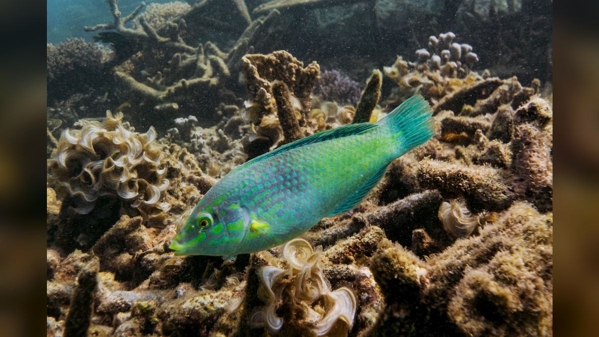 Top 10 Fairy Wrasse Colorful Reef Fish 2027