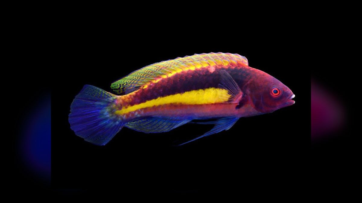 Top 10 Flasher Wrasse Display Fish 2027 — figure 10