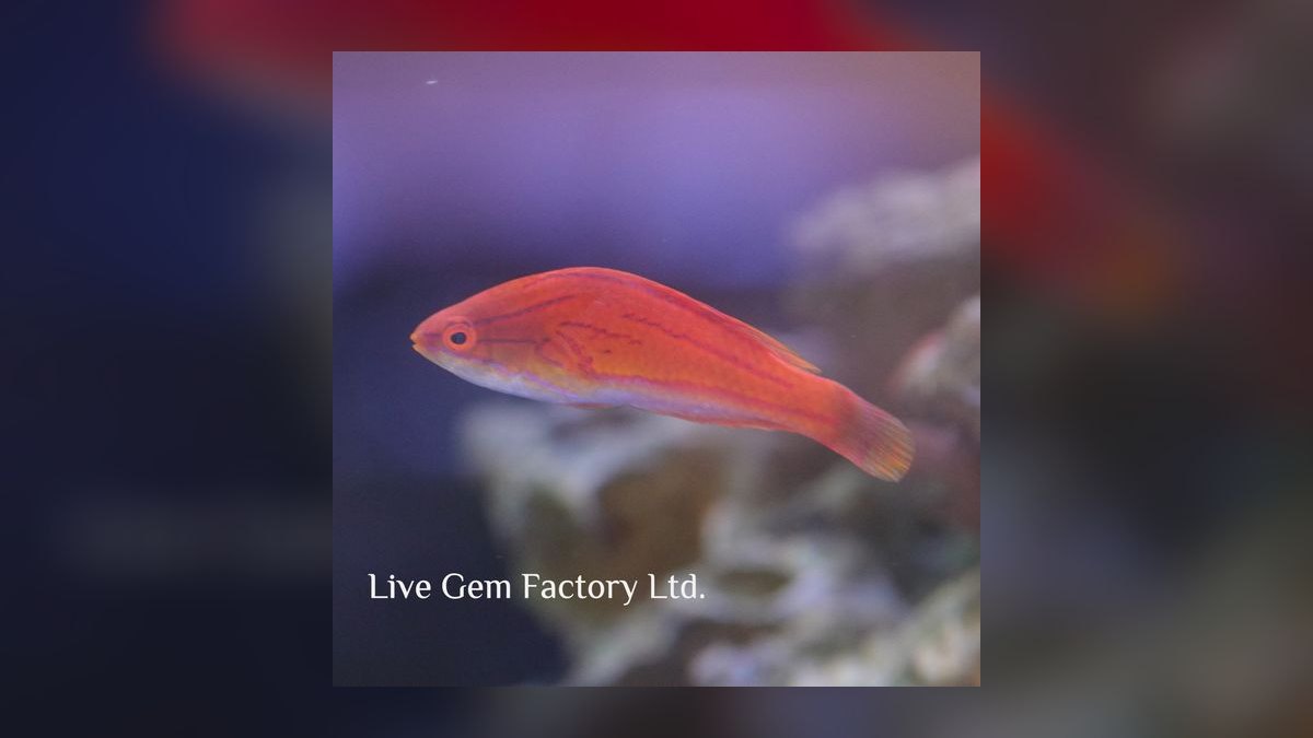 Top 10 Flasher Wrasse Display Fish 2027 — figure 2