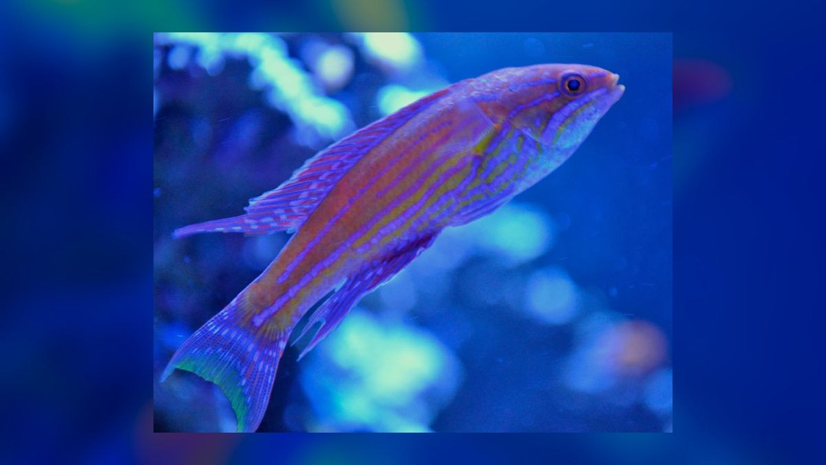 Top 10 Flasher Wrasse Display Fish 2027 — figure 3