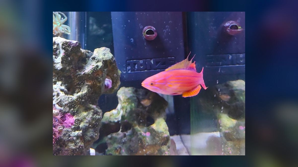 Top 10 Flasher Wrasse Display Fish 2027 — figure 4