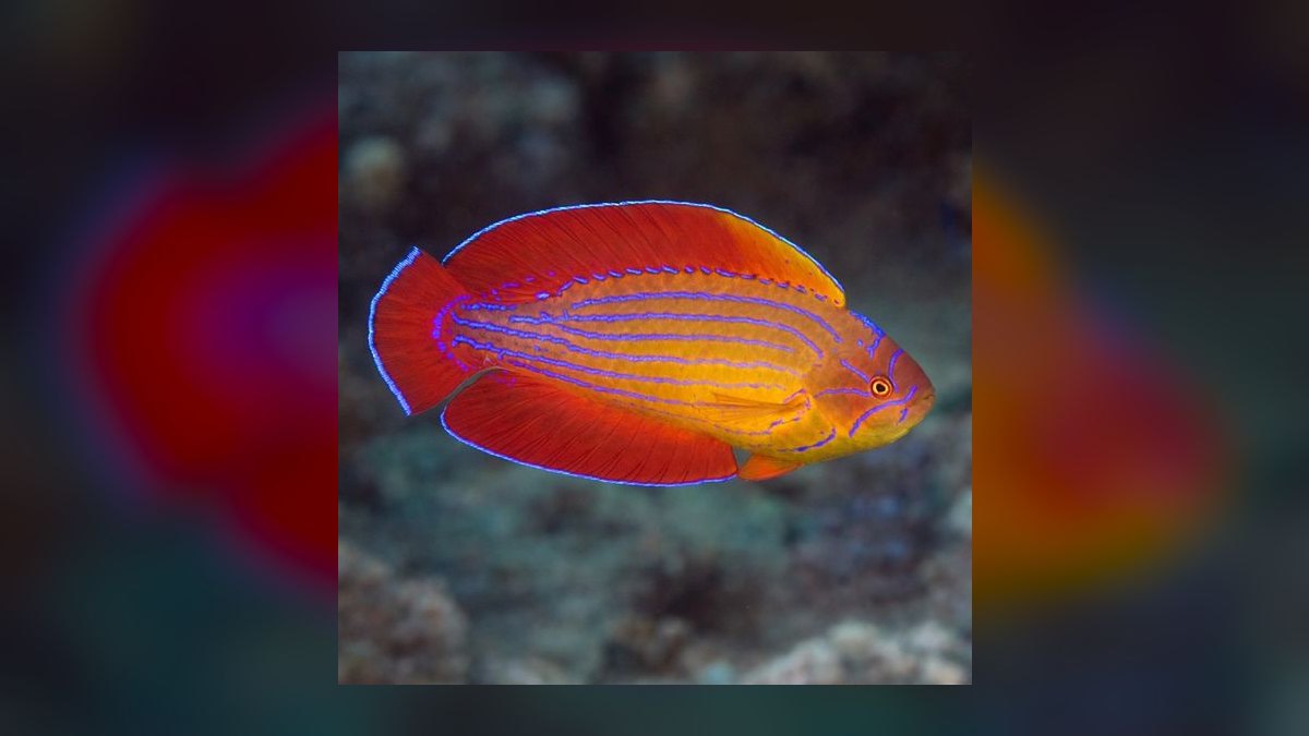 Top 10 Flasher Wrasse Display Fish 2027 — figure 5