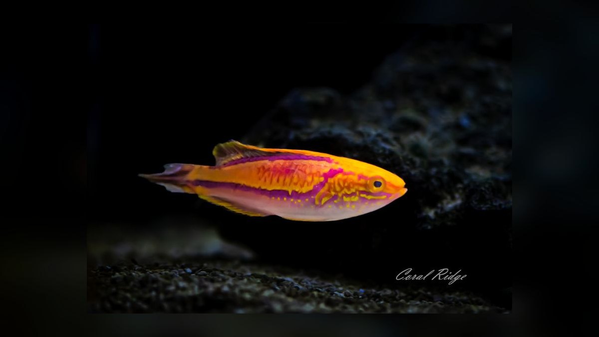 Top 10 Flasher Wrasse Display Fish 2027 — figure 6