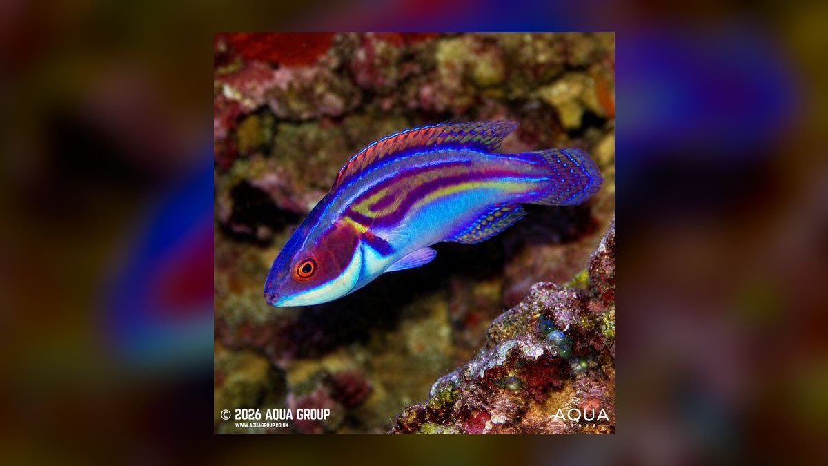 Top 10 Flasher Wrasse Display Fish 2027 — figure 7