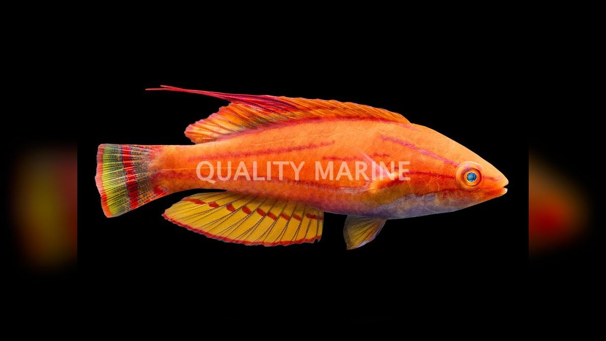 Top 10 Flasher Wrasse Display Fish 2027 — figure 8