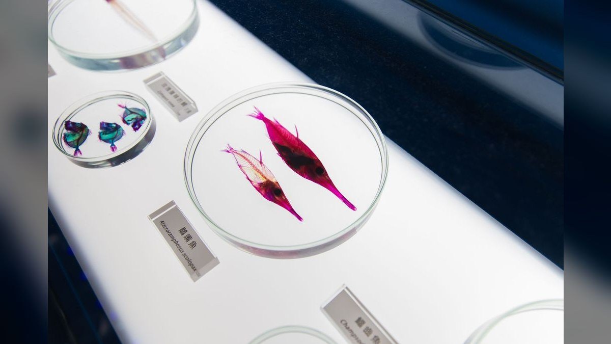Top 10 Flasher Wrasse Display Fish 2027