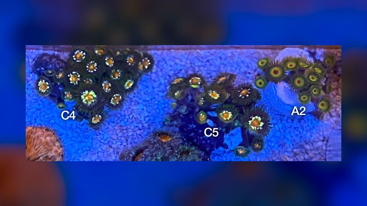 Top 10 Leopard Wrasse Sand Sifters 2027 — figure 6