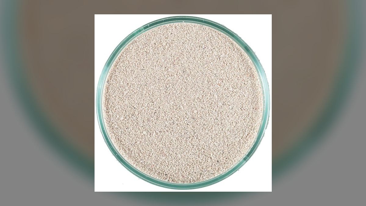 Top 10 Leopard Wrasse Sand Sifters 2027 — figure 7