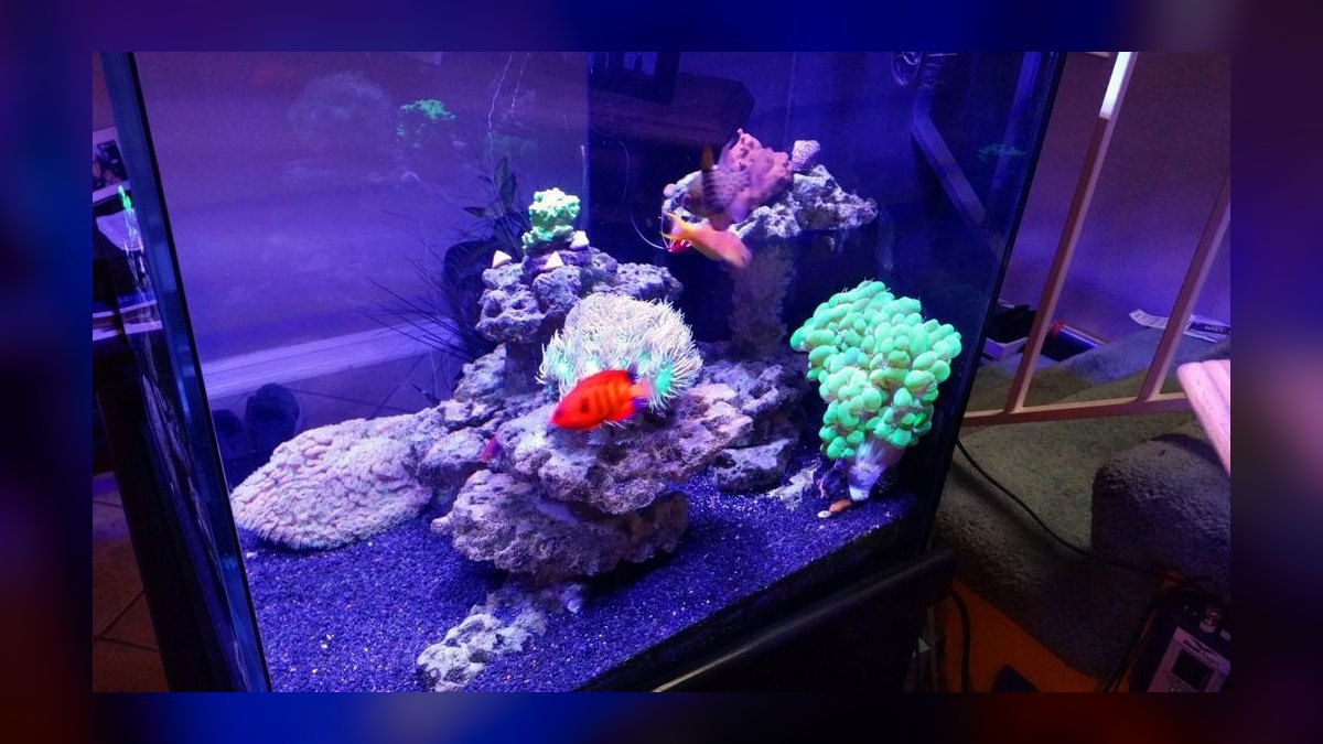 Top 10 Leopard Wrasse Sand Sifters 2027 — figure 9