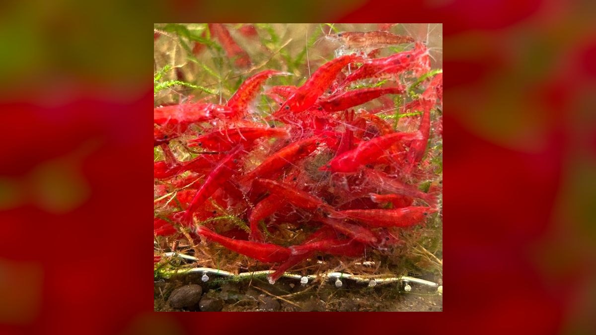 Top 10 Neocaridina Shrimp Color Grades 2027 — figure 1
