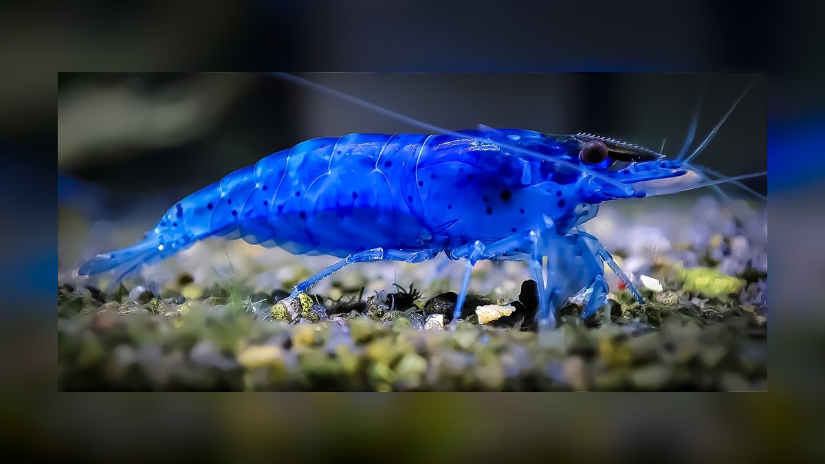 Top 10 Neocaridina Shrimp Color Grades 2027 — figure 10