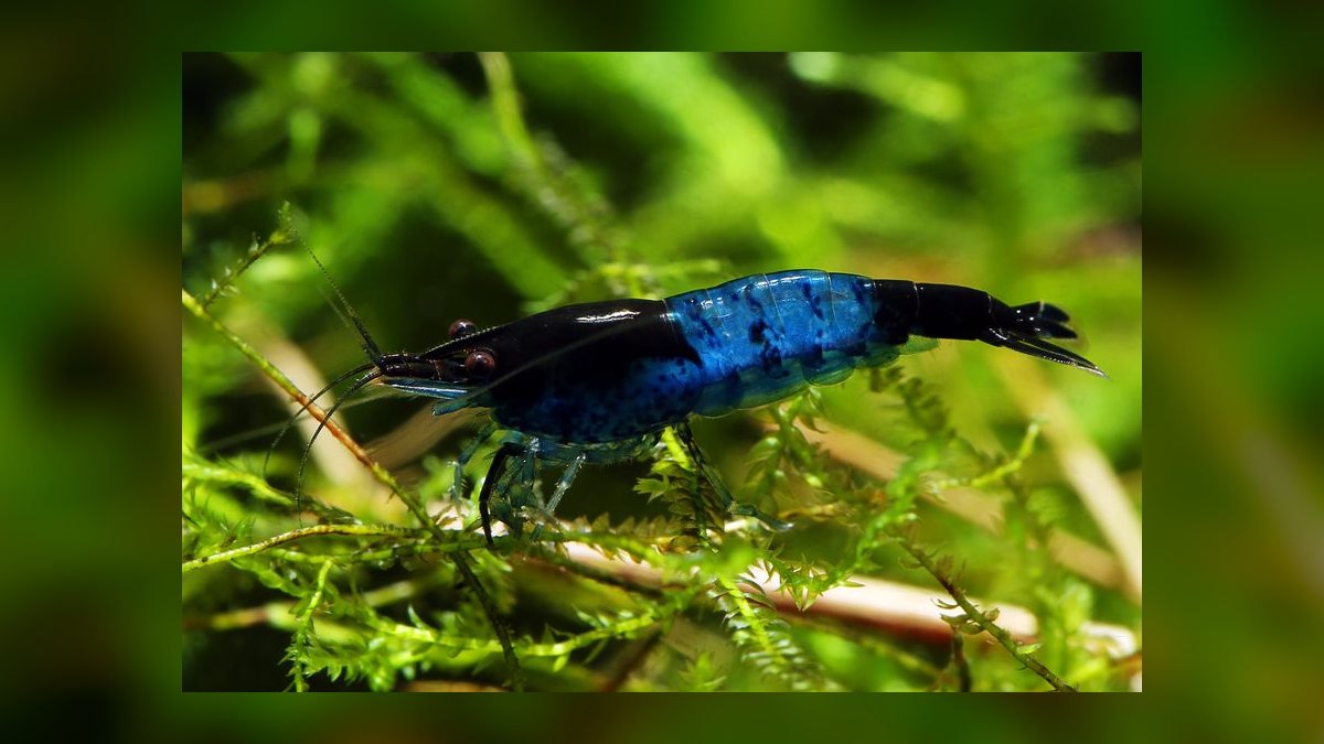 Top 10 Neocaridina Shrimp Color Grades 2027 — figure 4