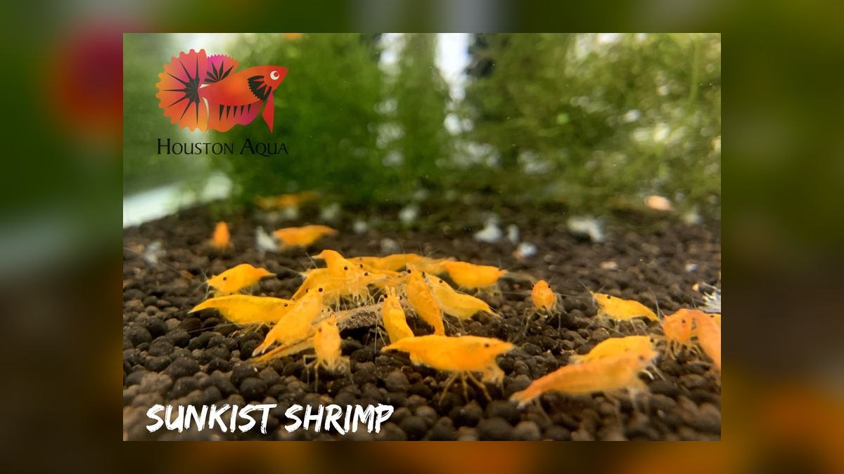 Top 10 Neocaridina Shrimp Color Grades 2027 — figure 7