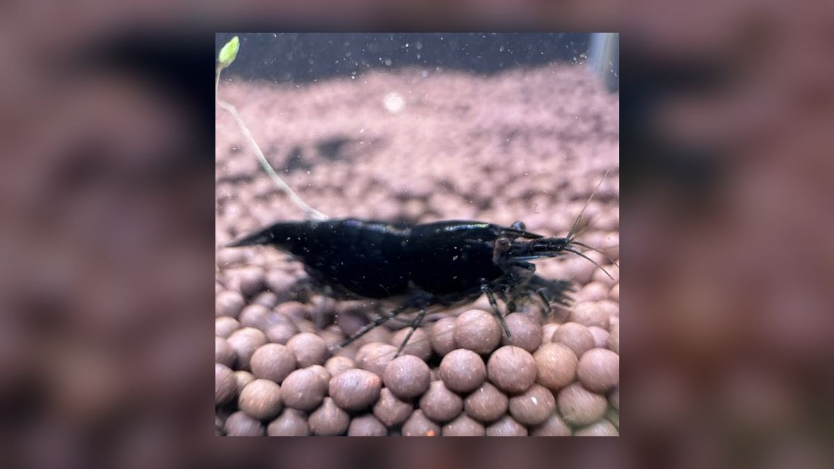 Top 10 Neocaridina Shrimp Color Grades 2027 — figure 8