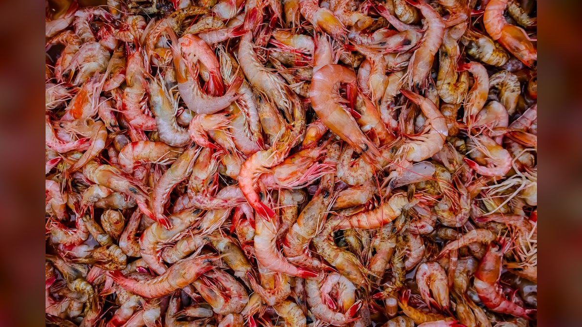 Top 10 Neocaridina Shrimp Color Grades 2027