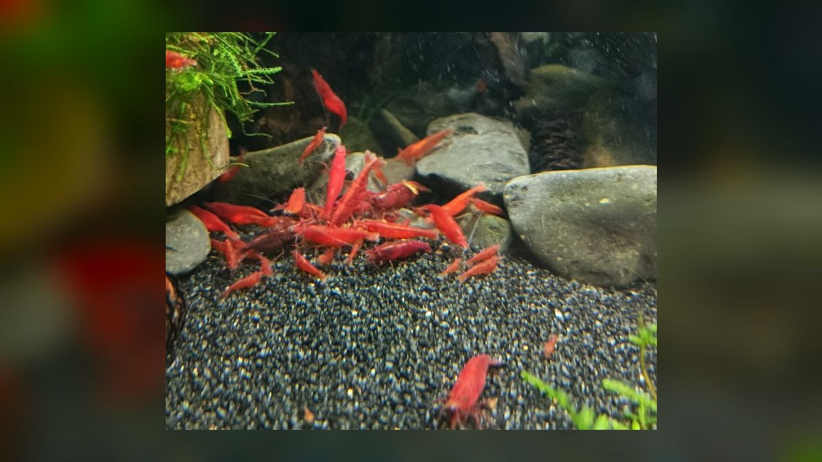 Top 10 Neocaridina Shrimp Color Grades 2027