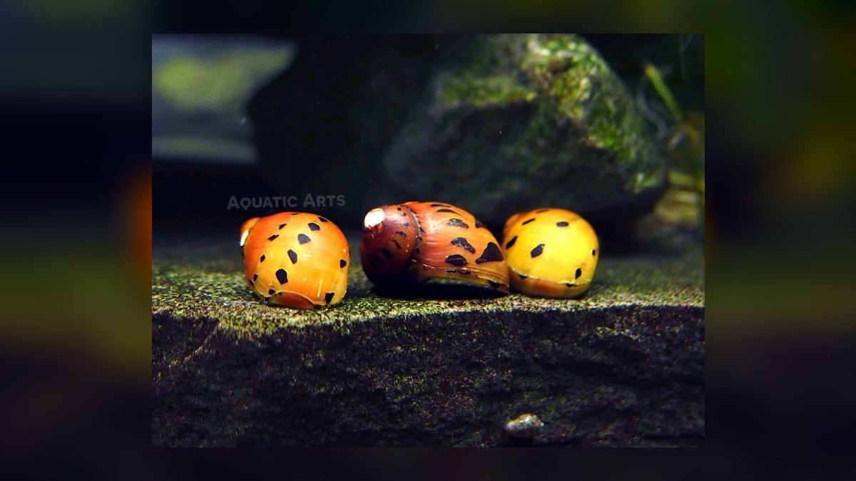Top 10 Nerite Snail Varieties 2027 — figure 1