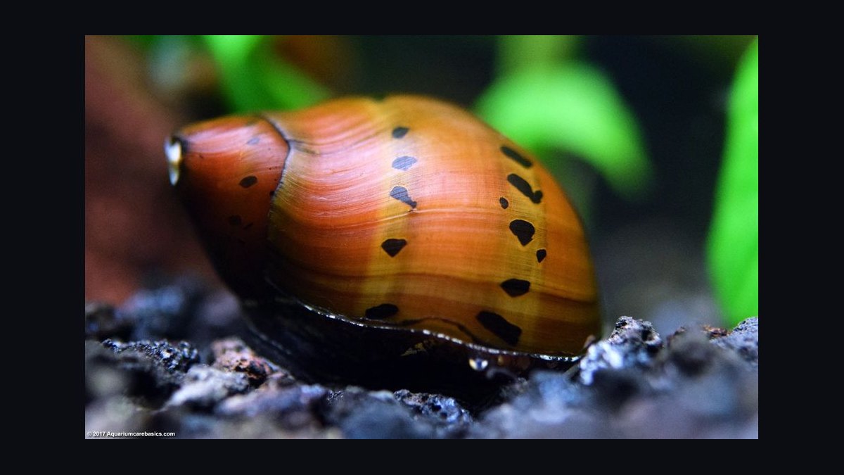 Top 10 Nerite Snail Varieties 2027 — figure 10