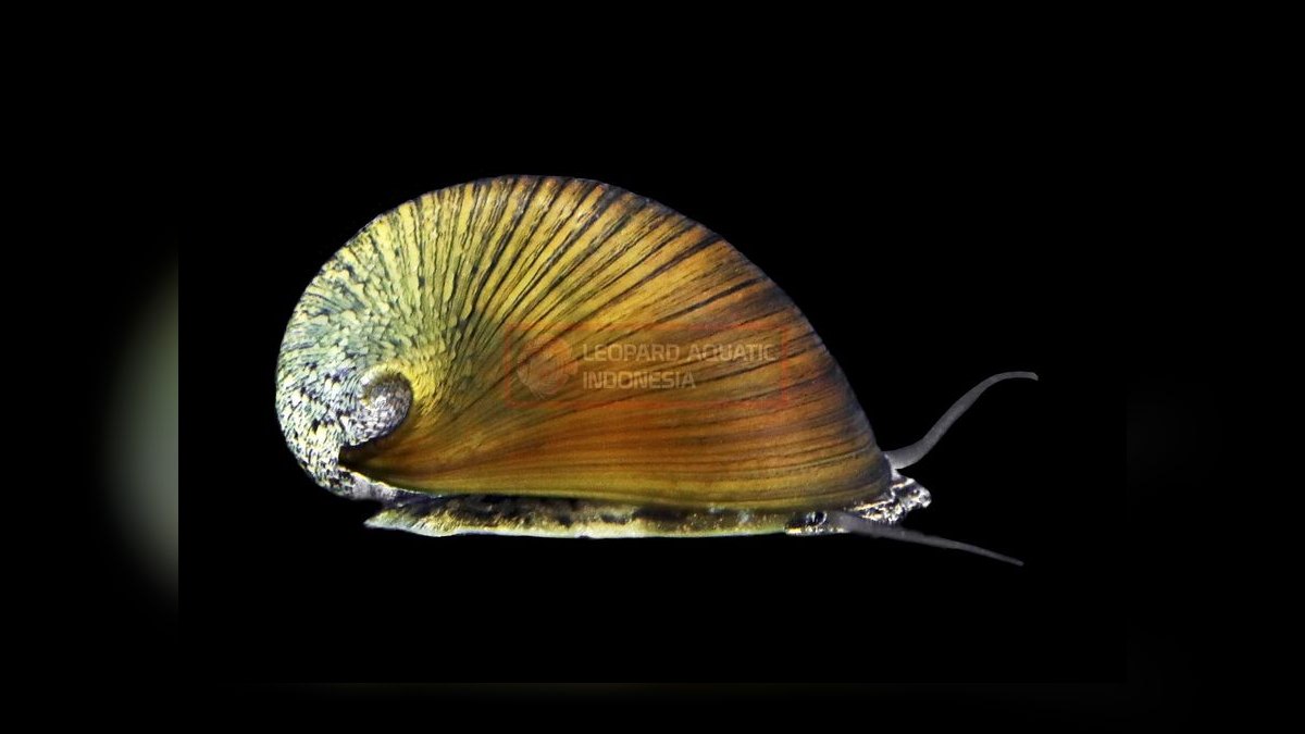 Top 10 Nerite Snail Varieties 2027 — figure 3