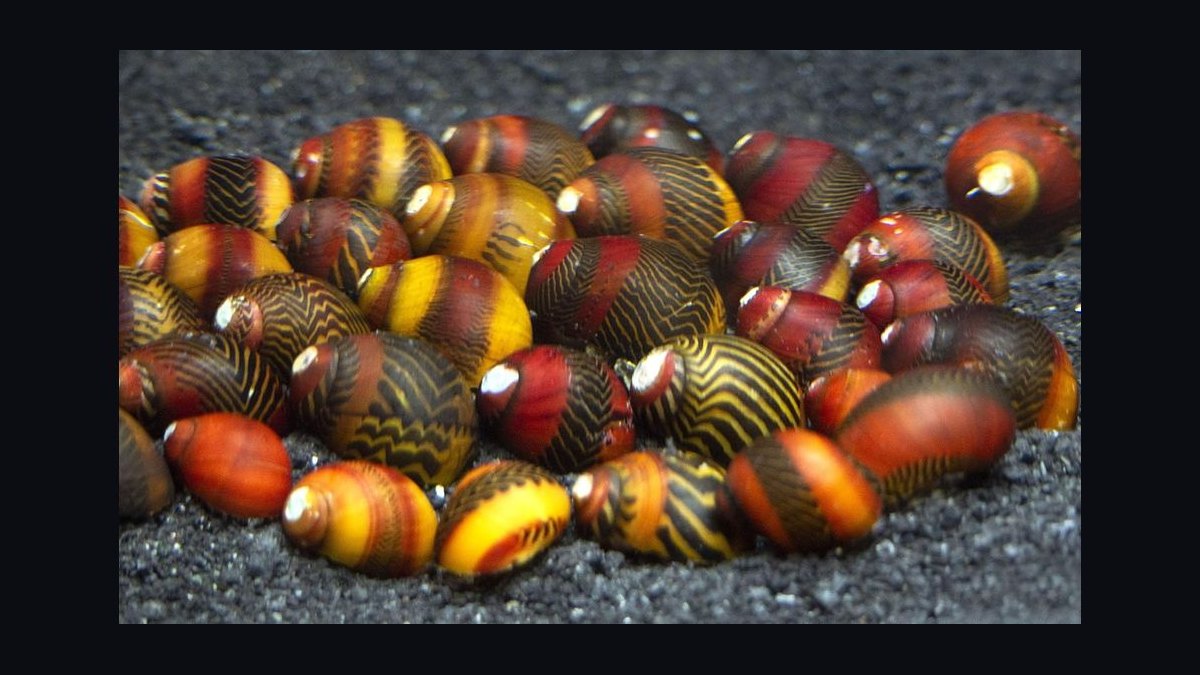 Top 10 Nerite Snail Varieties 2027 — figure 4