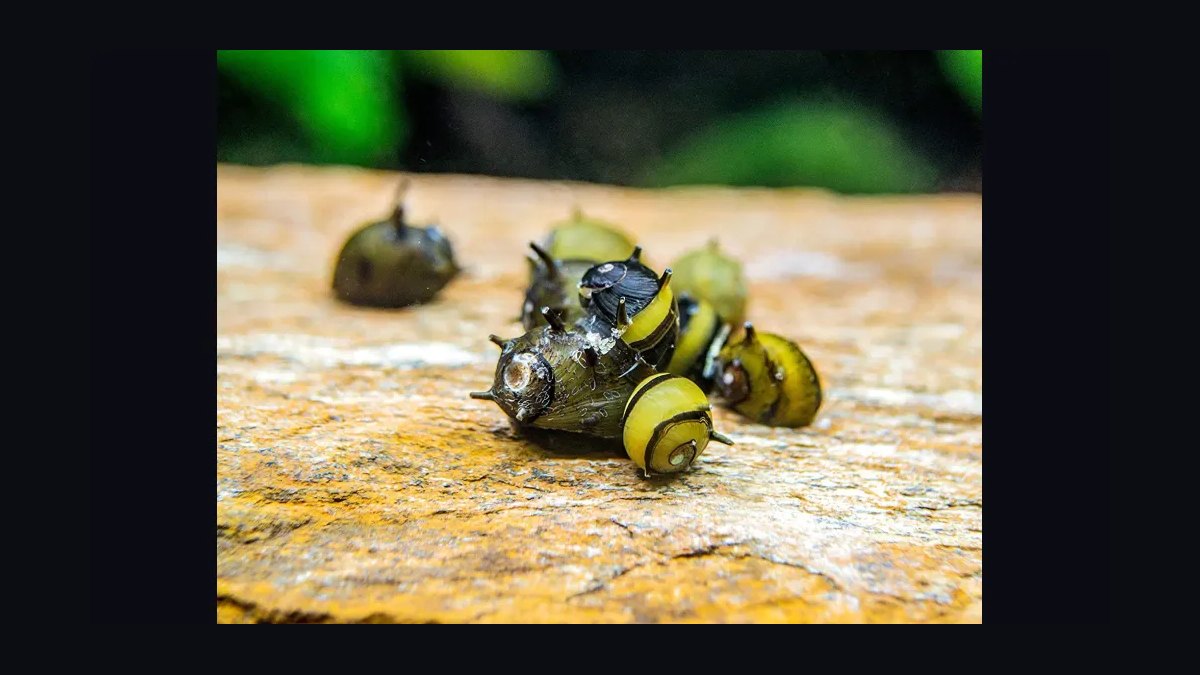 Top 10 Nerite Snail Varieties 2027 — figure 5