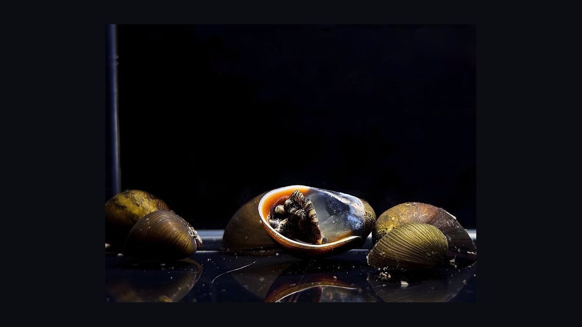 Top 10 Nerite Snail Varieties 2027 — figure 6