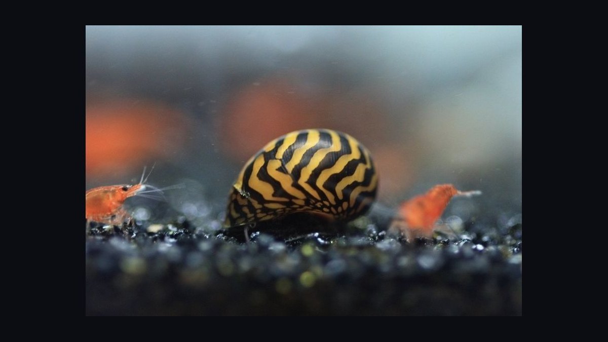 Top 10 Nerite Snail Varieties 2027 — figure 8