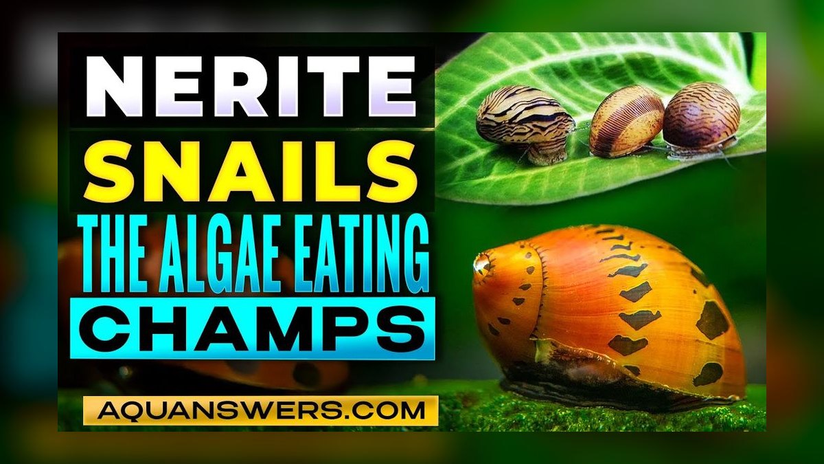Top 10 Nerite Snail Varieties 2027
