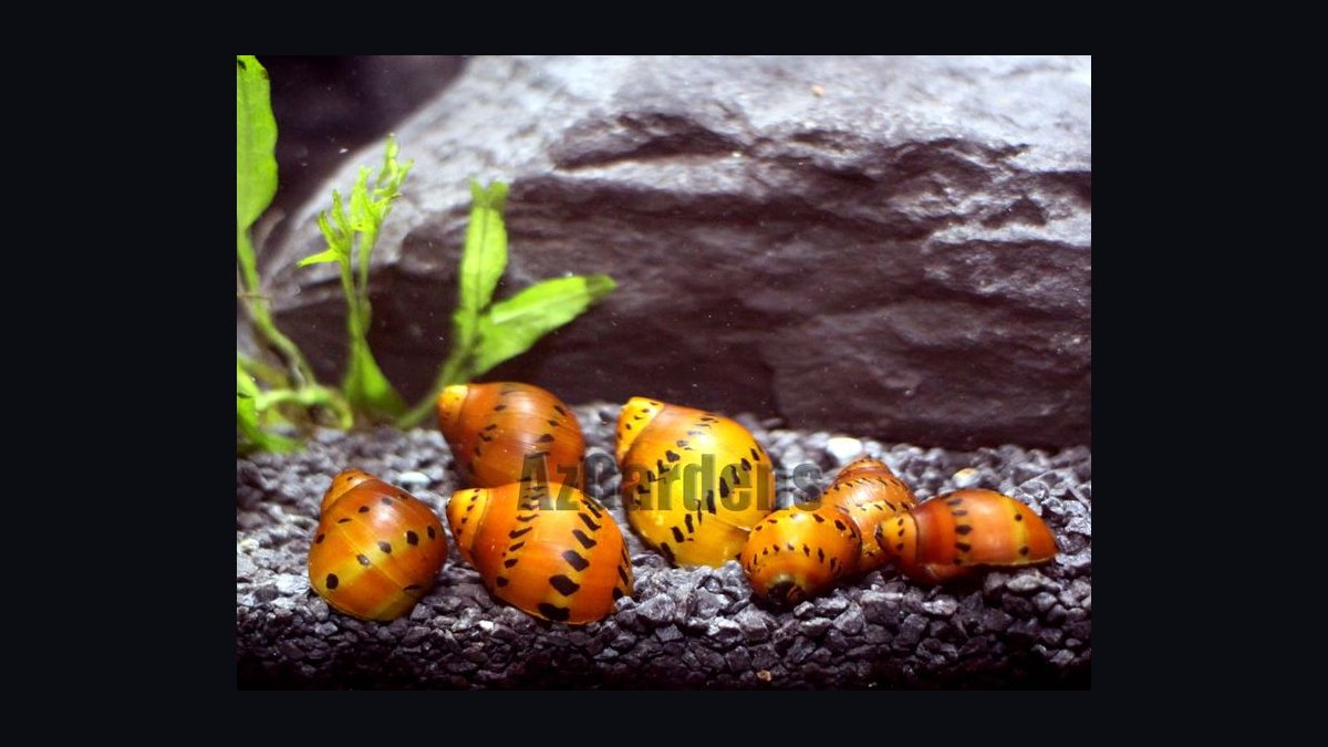 Top 10 Nerite Snail Varieties 2027