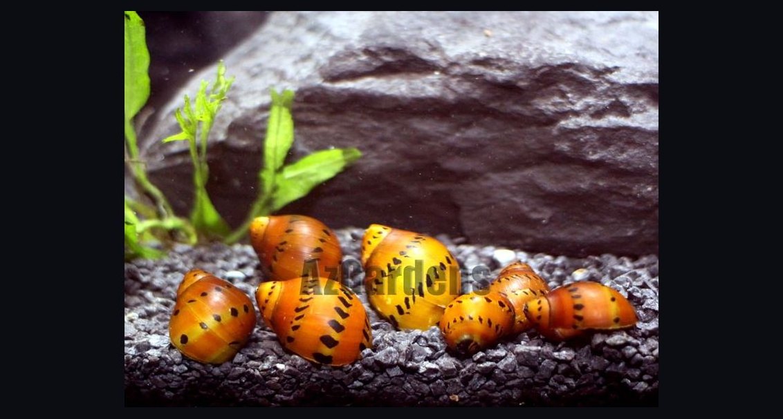 Top 10 Nerite Snail Varieties 2027