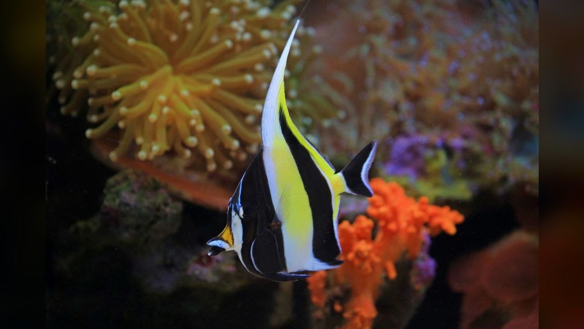 Top 10 Nano Reef Tank Builds for Beginners in 2027 — figure 3