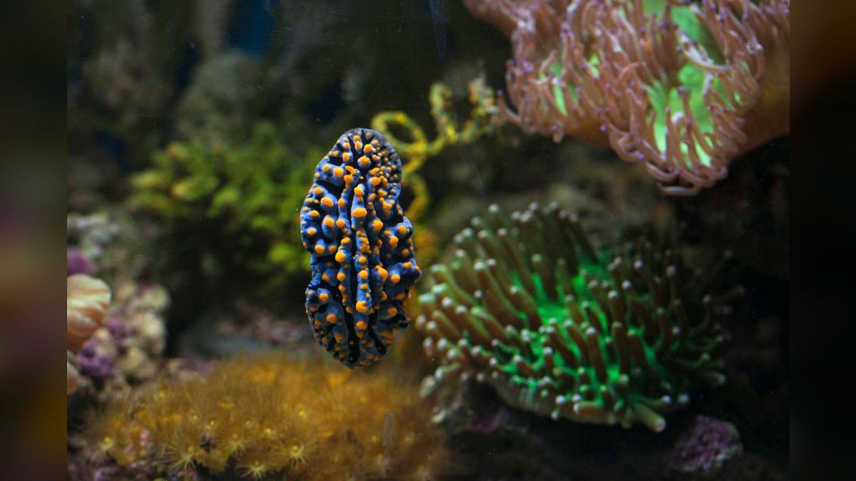 Top 10 Nano Reef Tank Builds for Beginners in 2027 — figure 5