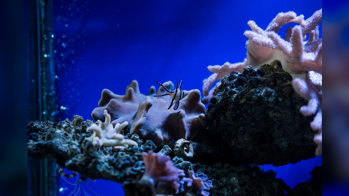 Top 10 Nano Reef Tank Builds for Beginners in 2027