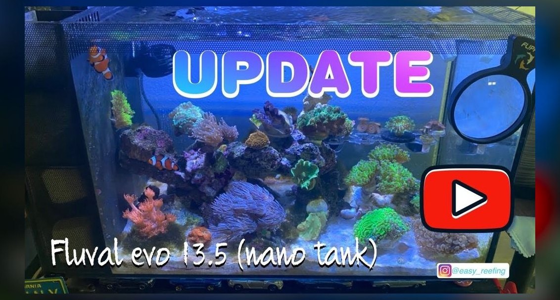 Top 10 Nano Reef Tank Builds for Beginners in 2027