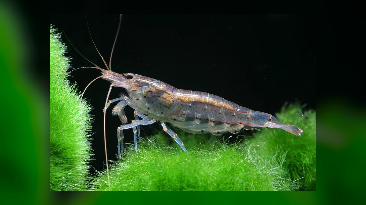 Top 10 Snail-Free Algae Eaters for Small Community Aquariums in 2027 — figure 1