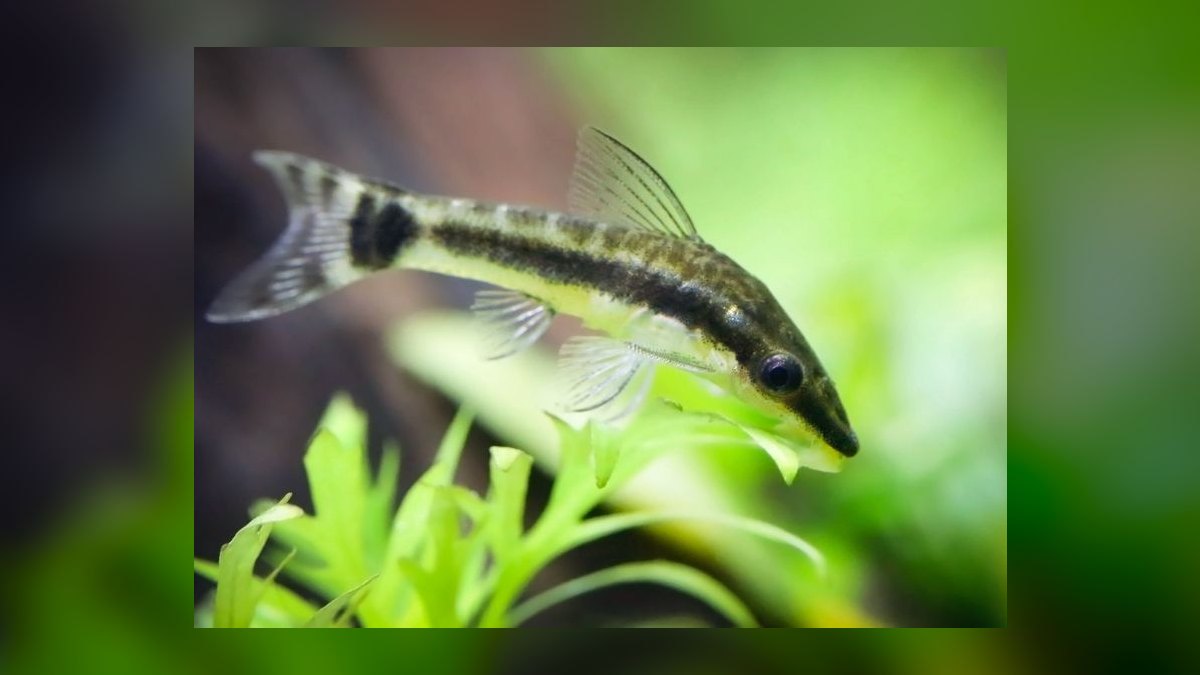Top 10 Snail-Free Algae Eaters for Small Community Aquariums in 2027 — figure 2