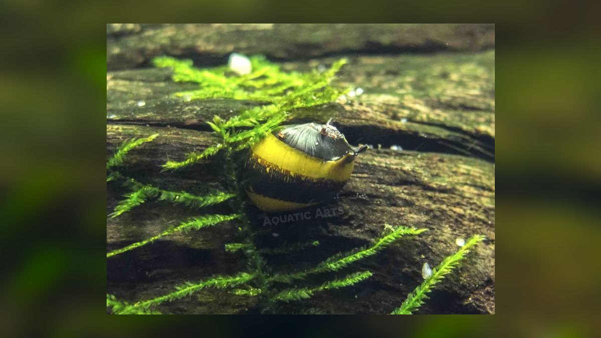 Top 10 Snail-Free Algae Eaters for Small Community Aquariums in 2027 — figure 3