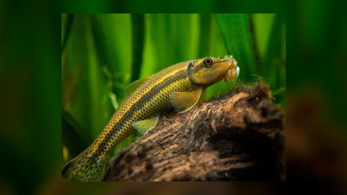 Top 10 Snail-Free Algae Eaters for Small Community Aquariums in 2027 — figure 4