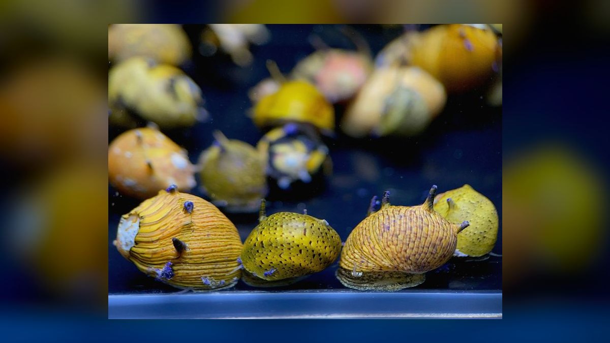 Top 10 Snail-Free Algae Eaters for Small Community Aquariums in 2027 — figure 8