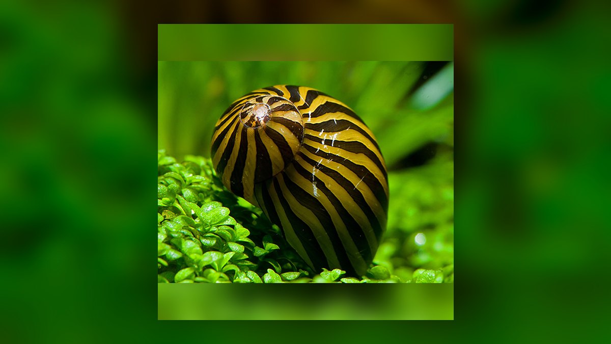 Top 10 Snail-Free Algae Eaters for Small Community Aquariums in 2027 — figure 9