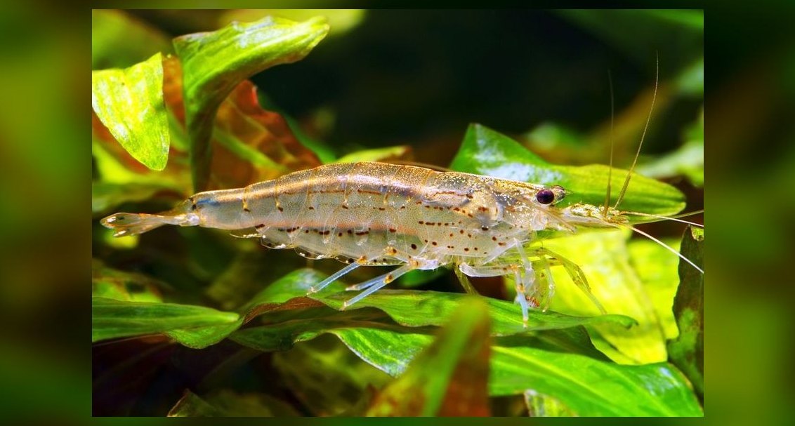 Top 10 Snail-Free Algae Eaters for Small Community Aquariums in 2027