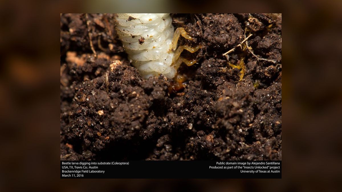 Can I use a sand substrate with an undergravel filter in a freshwater planted tank — figure 2