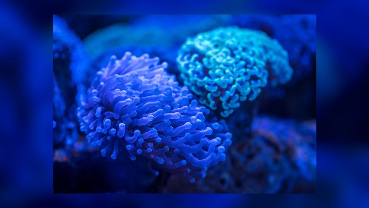 How to cycle a saltwater aquarium without using live rock — figure 10