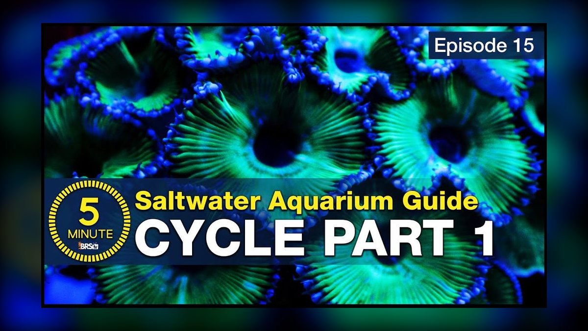 How to cycle a saltwater aquarium without using live rock — figure 2
