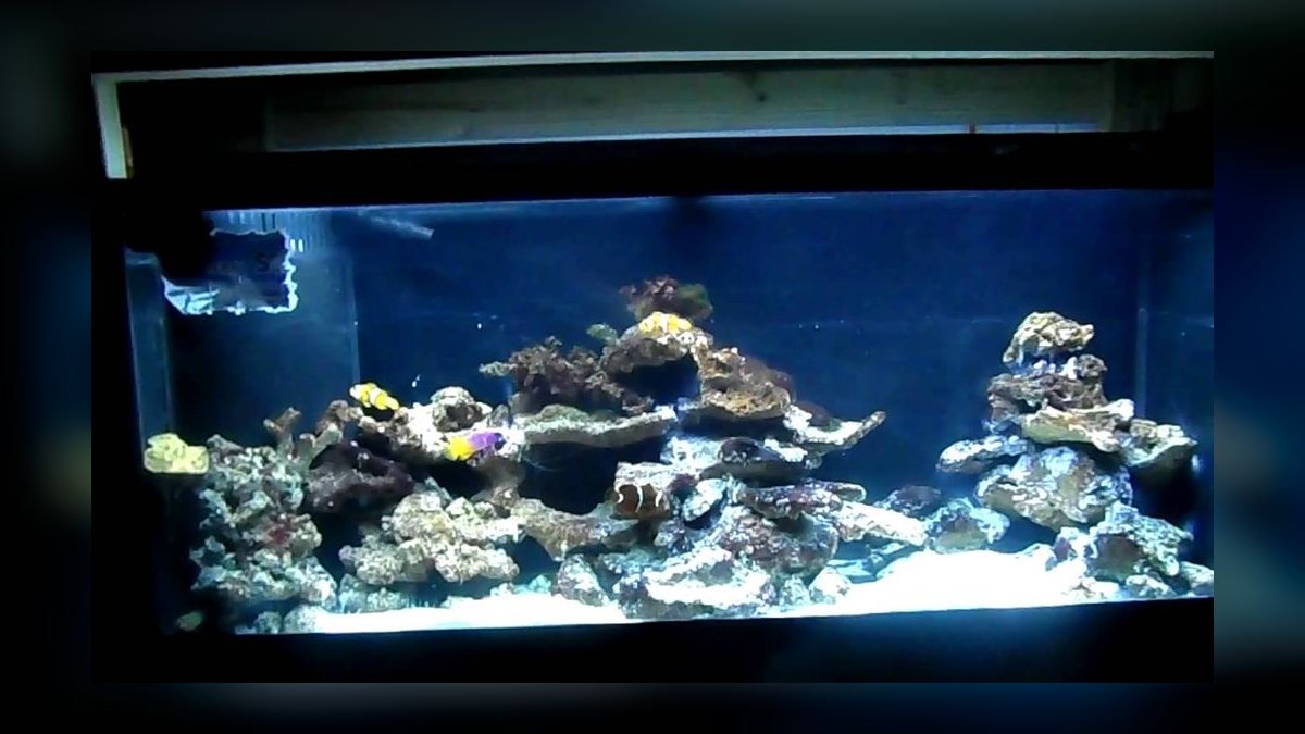 How to cycle a saltwater aquarium without using live rock — figure 3