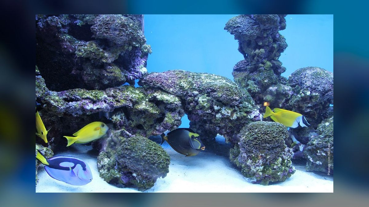 How to cycle a saltwater aquarium without using live rock — figure 5